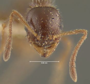 Media type: image;   Entomology 21047 Aspect: head frontal view